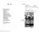 Fig. 37 - Recombinase Polymerase Amplification