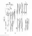 Fig. 42 - Recombinase Polymerase Amplification