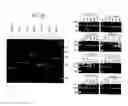 Fig. 43 - Recombinase Polymerase Amplification