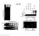 Fig. 45 - Recombinase Polymerase Amplification