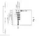 Fig. 02 - Modified polymerases for improved incorporation of nucleotide analogues