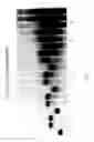 Fig. 07 - Modified nucleotides