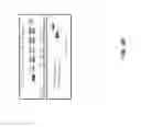 Fig. 09 - Enzyme-linked nucleotides