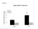 Fig. 22 - METHODS OF DIAGNOSING ENDOMETRIOSIS