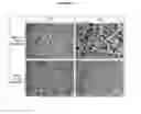 Fig. 05 - Work hardenable yield ratio-controlled steel and method of manufacturing the same