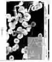 Fig. 11 - Porous particles and methods of making thereof