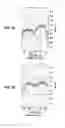 Fig. 08 - Method for growing β-GAO-based single crystal
