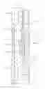 Fig. 01 - Threaded connection for tandem motors of electrical submersible pump
