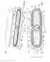 Fig. 04 - Elongated burner assembly