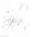Fig. 11 - One hand operational combo sight device