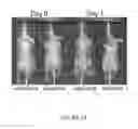 Fig. 06 - Compositions and methods for cancer diagnosis