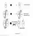 Fig. 09 - Linked Peptide Fluorogenic Biosensors