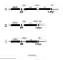 Fig. 10 - Linked Peptide Fluorogenic Biosensors