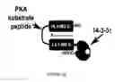 Fig. 35 - Linked Peptide Fluorogenic Biosensors