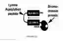 Fig. 37 - Linked Peptide Fluorogenic Biosensors