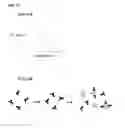 Fig. 12 - Magnetic nanosensor compositions and bioanalytical assays therefor