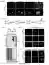 Fig. 03 - Compositions and methods for detection of protein S-nitrosylation and oxidation