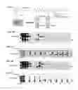 Fig. 06 - USE OF POLYCLONAL AND MONOCLONAL ANTIBODIES SPECIFIC FOR 3-PHOSPHOHISTIDINE