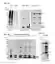 Fig. 08 - USE OF POLYCLONAL AND MONOCLONAL ANTIBODIES SPECIFIC FOR 3-PHOSPHOHISTIDINE