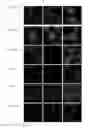 Fig. 15 - USE OF POLYCLONAL AND MONOCLONAL ANTIBODIES SPECIFIC FOR 3-PHOSPHOHISTIDINE