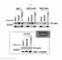 Fig. 02 - Biomarker PNCK for predicting effect of a dual-targeting agent