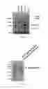Fig. 02 - MAMMALIAN PROTEIN CO-RECOGNITION BY BROADLY NEUTRALIZING ANTIBODIES AS MODIFIED IMMUNOGENS FOR RE-ELICITATION