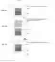 Fig. 31 - Systems and methods for multi-analysis