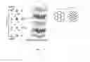 Fig. 07 - Flexible near field optical imaging device including flexible optical head with thin film layer for formation of dynamic optical nano apertures