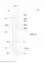 Fig. 12 - Panel light assembly
