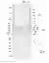Fig. 29 - Liquid crystal display device