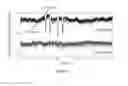 Fig. 07 - Common-path noncollinear optical parametric amplifier