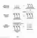 Fig. 03 - OLIGONUCLEOTIDE PROBES FOR SPECIFIC IDENTIFICATION OF NOROVIRUSES AND OTHER PATHOGENS
