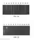 Fig. 02 - METHOD FOR EVALUATING AN IMMUNOREPERTOIRE