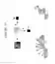 Fig. 25 - Visual image authentication