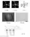 Fig. 19 - Dendritic structures and tags