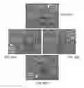 Fig. 22 - Dendritic structures and tags
