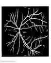 Fig. 01 - Automated separation of binary overlapping trees