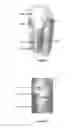 Fig. 02 - Method of determining an indicator for the stability of a bone implant