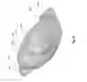 Fig. 19 - Strobe notification appliance