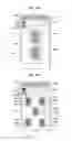 Fig. 14 - Smartphone