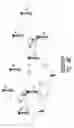 Fig. 09 - User equipment for receiving coordinated multi-point (COMP) transmissions