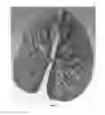 Fig. 03 - Anthurium plant named 'Anthinfam'