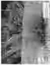 Fig. 03 - Lavandula x intermedia 'Bridget Chloe'