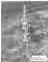Fig. 04 - Lavandula x intermedia 'Bridget Chloe'