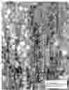 Fig. 05 - Lavandula x intermedia 'Bridget Chloe'