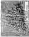 Fig. 06 - Lavandula x intermedia 'Bridget Chloe'