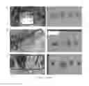 Fig. 19 - ARTIFICIAL ENVIRONMENT FOR EFFICIENT UPTATE OF FERTILIZERS AND OTHER AGROCHEMICALS IN SOIL