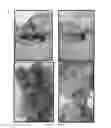 Fig. 30 - ARTIFICIAL ENVIRONMENT FOR EFFICIENT UPTATE OF FERTILIZERS AND OTHER AGROCHEMICALS IN SOIL