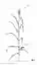 Fig. 02 - Apparatus and method for delivering pollen for directed pollination of plants