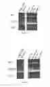 Fig. 12 - Compositions and methods for modulating immunity in plants